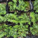 봄농장 | 이원묘목시장꽃잔디식재후기이끼농장에봄을심다