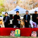 서울애견 이미지