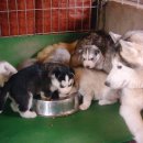 허스키 사랑 이미지