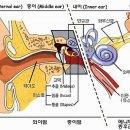 뉴톤보청기 의정부지사 이미지