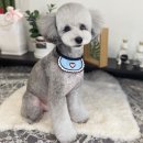Dog.(독점) 네이버블로그