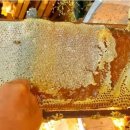 [한국양봉신문] “자연 봉개꿀 외 ‘농축꿀’은 꿀이 아니다”, 국제양봉협회연맹 성명 이미지