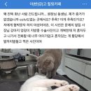 🚨사진추가🚨 인천송도 동물병원 충격적인 폭로글 꼭 봐주세요!!! 이미지