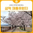 재동 | 강원도 한적한 벚꽃 명소 삼척 재동유원지 방문 후기