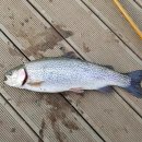 활주로낚시터 이미지