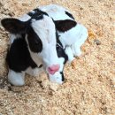 막내목장 이미지