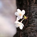 구포둑~화명대교(2014.4.2) 이미지