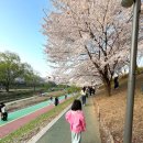 오페라와 뮤지컬의 만남 뮤페라 | "올해는 여기다!" 오페라와 벚꽃의 만남, 양재천 축제