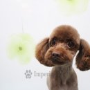 펫프린스애견샵 이미지