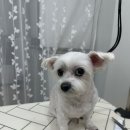 멍냥이 펫싸롱, 펫호텔 이미지