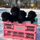 토리켄넬 이미지