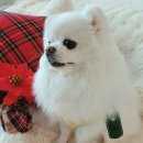 두부네상점 이미지