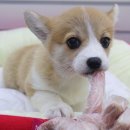 토실토실 이미지
