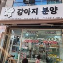 퍼피루미 이미지