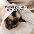 마곡 고양이 미용 호텔 이미지