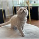 강아지와고양이 이미지