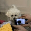 어서와 댕댕아 네이버블로그