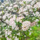 산유골 수목정원 이미지