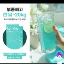지경에너지 | 다이어트 알고리즘 노예가 되었어요 다이어트총정리ft,퀘르파인후기,림데이후기,패치잇후기