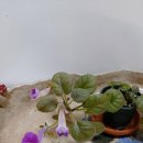 타우르스 이미지