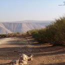 로뎀나무 이미지