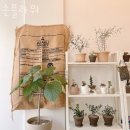 손플라워 이미지