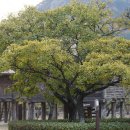 팽나무 Celtis sinensis Pers. 종 이미지