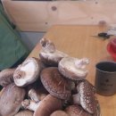 표고버섯 체험학습 진행합니다. 이미지