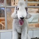 달이네 애견미용실 이미지