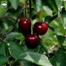 자미원농장 | 제2농장 체리나무.포포나무등 100여종(4)