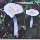 영주교육센터 산양삼·산약초 홍보관의 버섯사진 모습 이미지