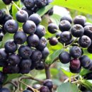 채은농장 이미지