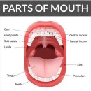 구강관련영어표현 이미지