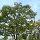 하단동1211 | 부산 을숙도생태공원 피크닉 코스모스와 물억새 구경, 메모리얼파크 자전거길 산책코스