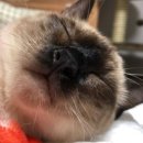 25시 죽곡동물병원 이미지