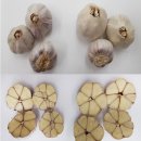 충북농업기술원 마늘연구소 이미지