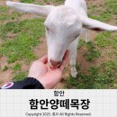 창원목장 | 창원 근교 아이랑 함께 체험하기 좋은 함안양떼목장