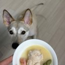 오늘도멍냥 이미지