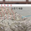 수수하개 이미지