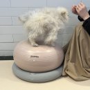 신당애견프라자