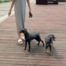 강아지공간 이미지