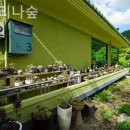 예그리나 B 이미지