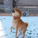 이누베스트 이미지