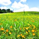 청보리 농장 이미지