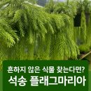 석송농장 이미지