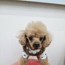 부산애견유치원 댕스하우스 이미지