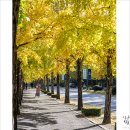 종합운동장 메타세콰이어길 이미지