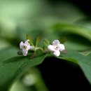 댕강 댕강 이미지