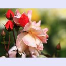 곡성-099 이미지