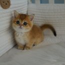 선미농장 | 용인고양이분양 고민하다 직접 방문해본 후기